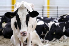 장기봉쇄 대비 카타르, 젖소 도입…터키 물품 1만5천t 공급