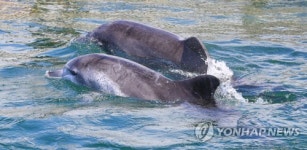 제돌이와 만나렴…돌고래 금등이·대포 18일 제주 바다로