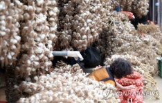 주렁주렁 매달린 단양 황토마늘