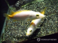 천연기념물 황쏘가리 치어 2천마리 남한강 방류