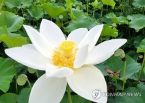 눈부시도록 하얀 연꽃