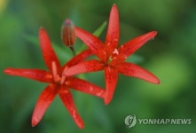 하늘나리의 화려함