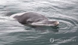 안녕 제돌아 고향 바다로 돌아간 남방큰돌고래 금등·대포