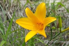[카메라뉴스] 계룡산에 여름 야생화 보러 오세요