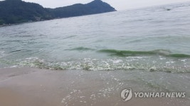 녹조 발생한 부산 다대포해수욕장