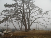 올해 역사·문화적 가치 있는 전통마을숲 26곳 복원한다