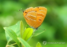김해 대청계곡 귤빛부전나비