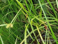 무제치늪에 사는 꼬마잠자리 성충 한 쌍