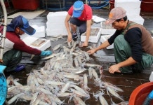 [카메라뉴스] 태안 앞바다 오징어 만선입니다