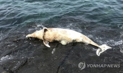 서귀포시 해안서 발견된 남방큰돌고래 사체