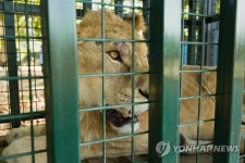 내전에 파괴된 시리아 동물원 난민 동물 터키로 모두 피신