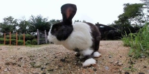 [VR현장] 서울 수명산에 사는 유기 토끼를 찾아보세요!