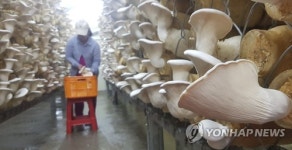 대왕버섯 수확하는 농민