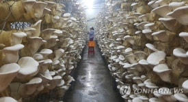 사방이 온통 버섯