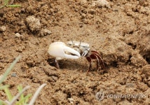 관곡천에서 발견된 흰발농게