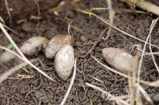 중선포천에서 발견된 대추귀고동