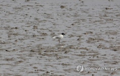 중선포천에서 발견된 검은머리갈매기