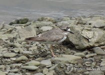 중선포천에서 발견된 흰목물떼새