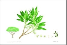 [부산소식] 화명수목원 식물세밀화 전시회