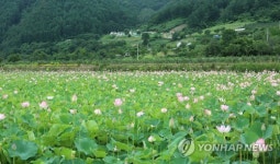 연꽃 만발한 인제 수경정원