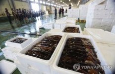 군산 비응항 오징어 위판…가격 상승