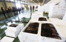 군산 비응항 오징어 위판…물량 적어 가격 상승