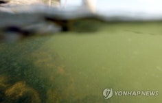 진양호 녹조