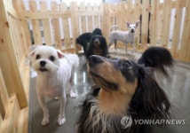 휴가철 붐비는 애견호텔