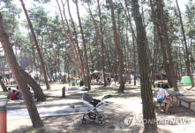 몽산포 해변 소나무 숲 캠핑객
