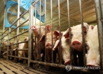 선풍기 바람 쐬는 돼지들