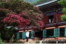 강진 백련사의 백일홍