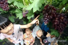 포도따기 체험