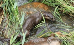 도심 한복판 하천에 살아요