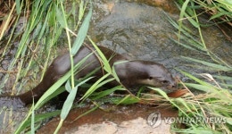 도심 한복판 하천에 살아요