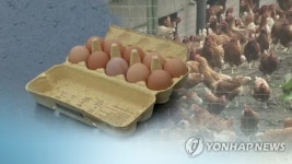 국산 계란서도 살충제 성분 검출…식품안전 비상