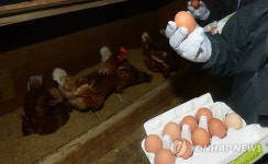 살충제 계란 농가 최대 닭 산지 포천서 금지약품 구매