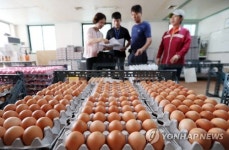 창고에 달걀 가득한데 상하면 어쩌나…양계농가 망연자실