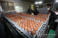 창고에 달걀 가득한데 상하면 어쩌나…양계농가 망연자실