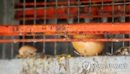 살충제 계란 추가적발 농장은 철원 지현·양주 신선2