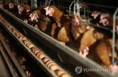 진드기 퇴치에 좋다는 약 썼을 뿐인데…살충제 양계장 침통