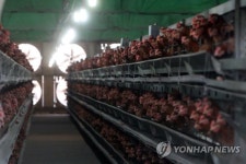 살충제 검출된 농가의 산란계들