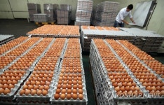 살충제 잔류검사 통과 계란 출하 시작