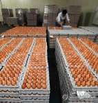 살충제 잔류검사 통과 계란 출하 시작