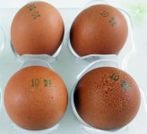 충북 음성 친환경 인증 산란계 농장서도 살충제 검출(종합)