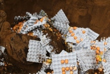 폐기되는 살충제 계란