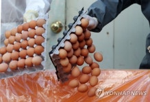 폐기되는 에톡사졸 살충제 검출 계란