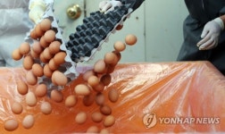 폐기되는 에톡사졸 살충제 검출 계란