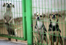 자원봉사자 받지 않는 춘천시 동물보호센터 논란