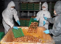 난각 코드 없는 김천 농장 계란 식당·빵집 11곳서 회수(종합)