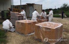 폐기되는 살충제 계란